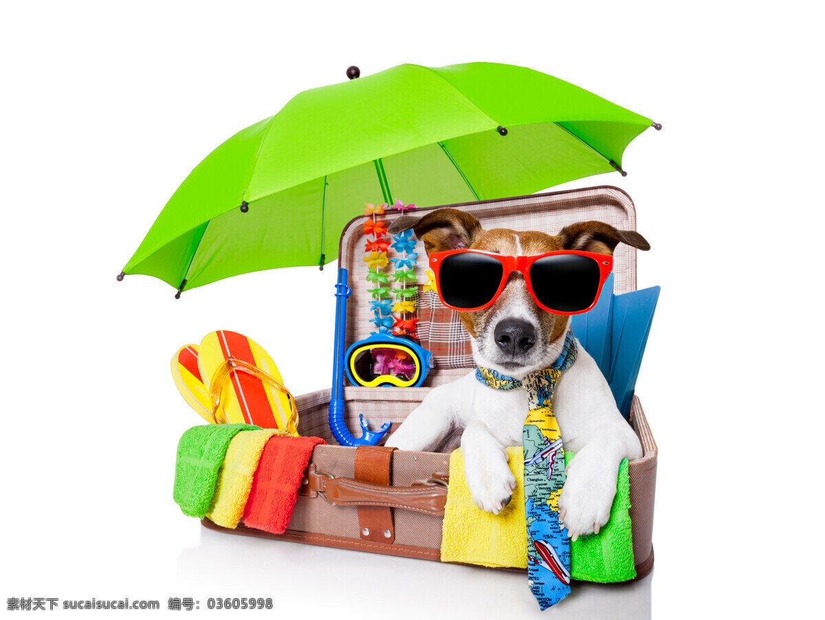坐在 旅行箱 里 小狗 戴墨镜的小狗 太阳伞 领带 旅行 拖鞋 度假 抱枕 毛巾 潜水镜 陆地动物 生物世界 白色