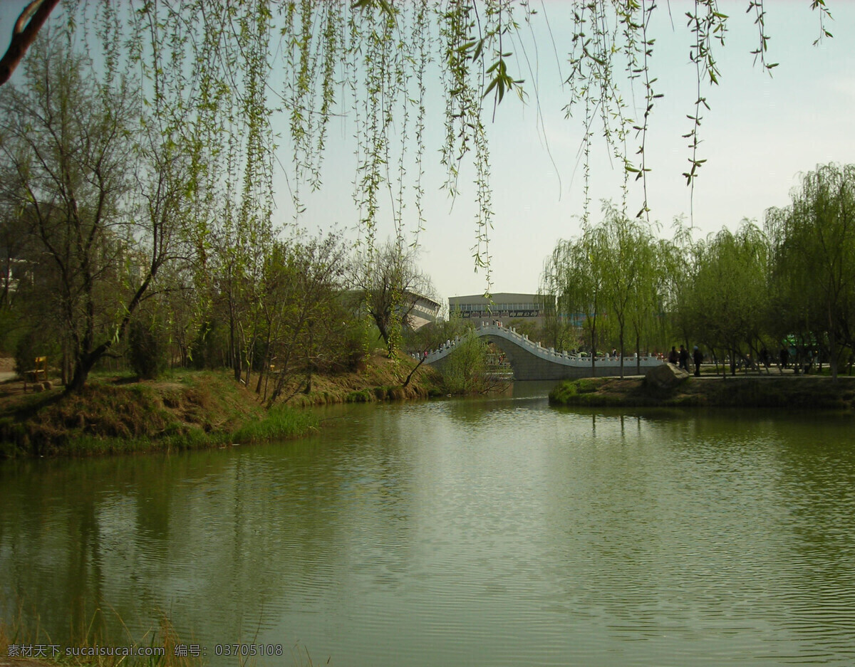 垂柳 桥 水 树 自然景观 自然风景 摄影图库