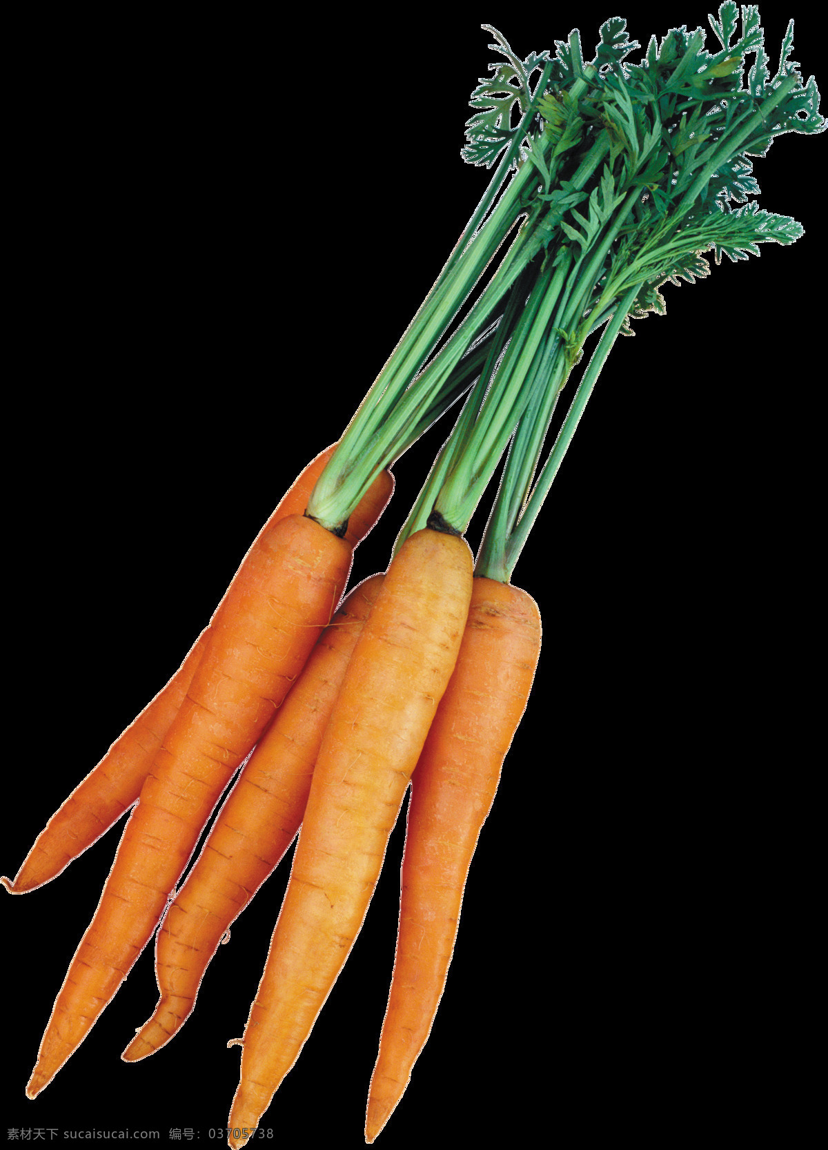 蔬菜 维生素 新鲜 胡萝卜 合集 健康 切片胡萝卜 蔬菜胡萝卜