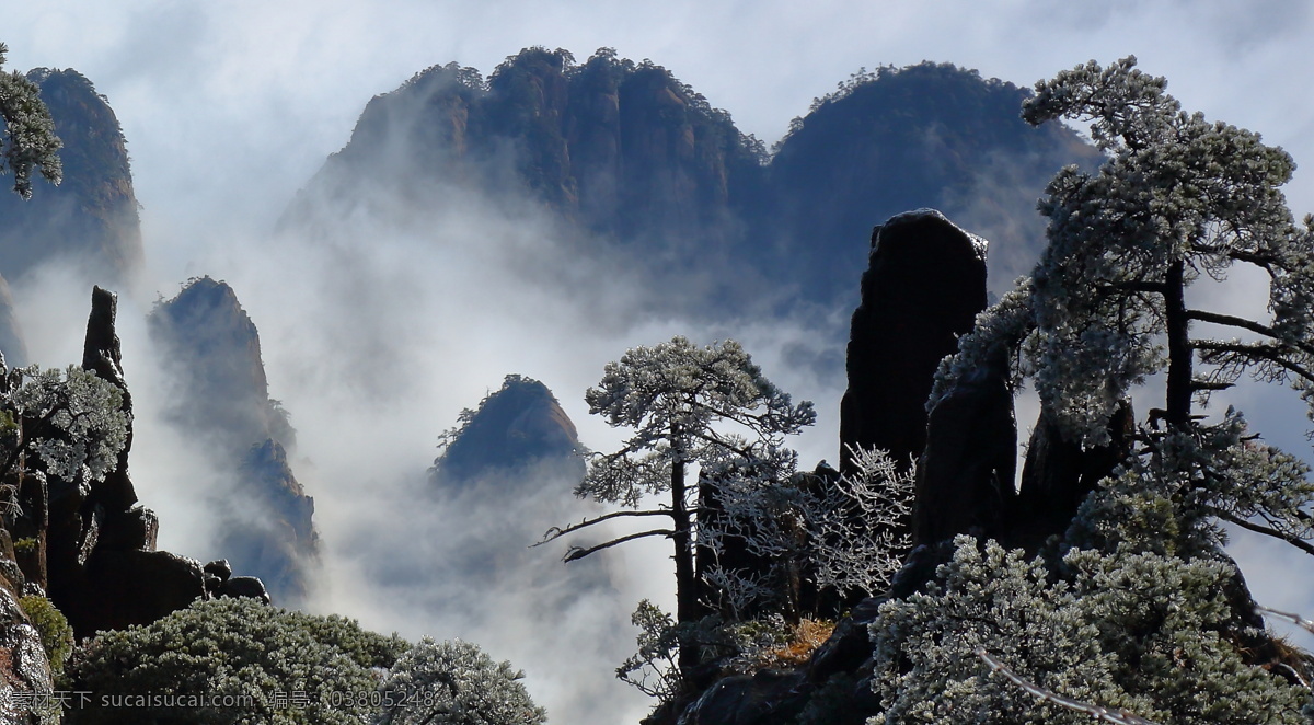 安徽 黄山 奇 松 风景