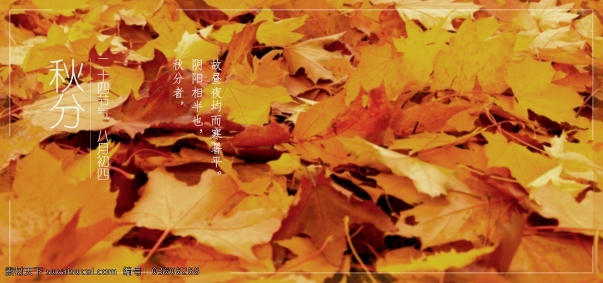 秋分 节气 二十四节气 枫叶 农历 橘黄色