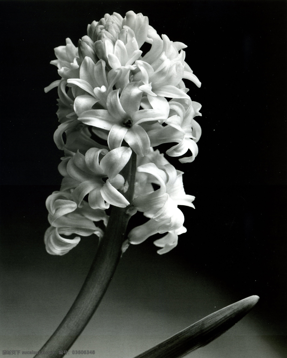 黑白 画 唯美 花卉 装饰画 装饰黑白画 唯美花卉 个性 潮流 高清
