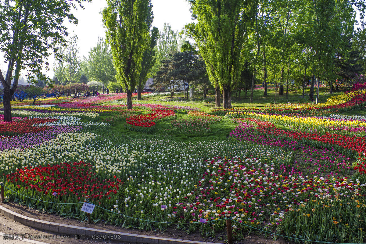 北京植物园 植物园 春景 郁金香 花海 早晨 香山 旅游摄影 国内旅游