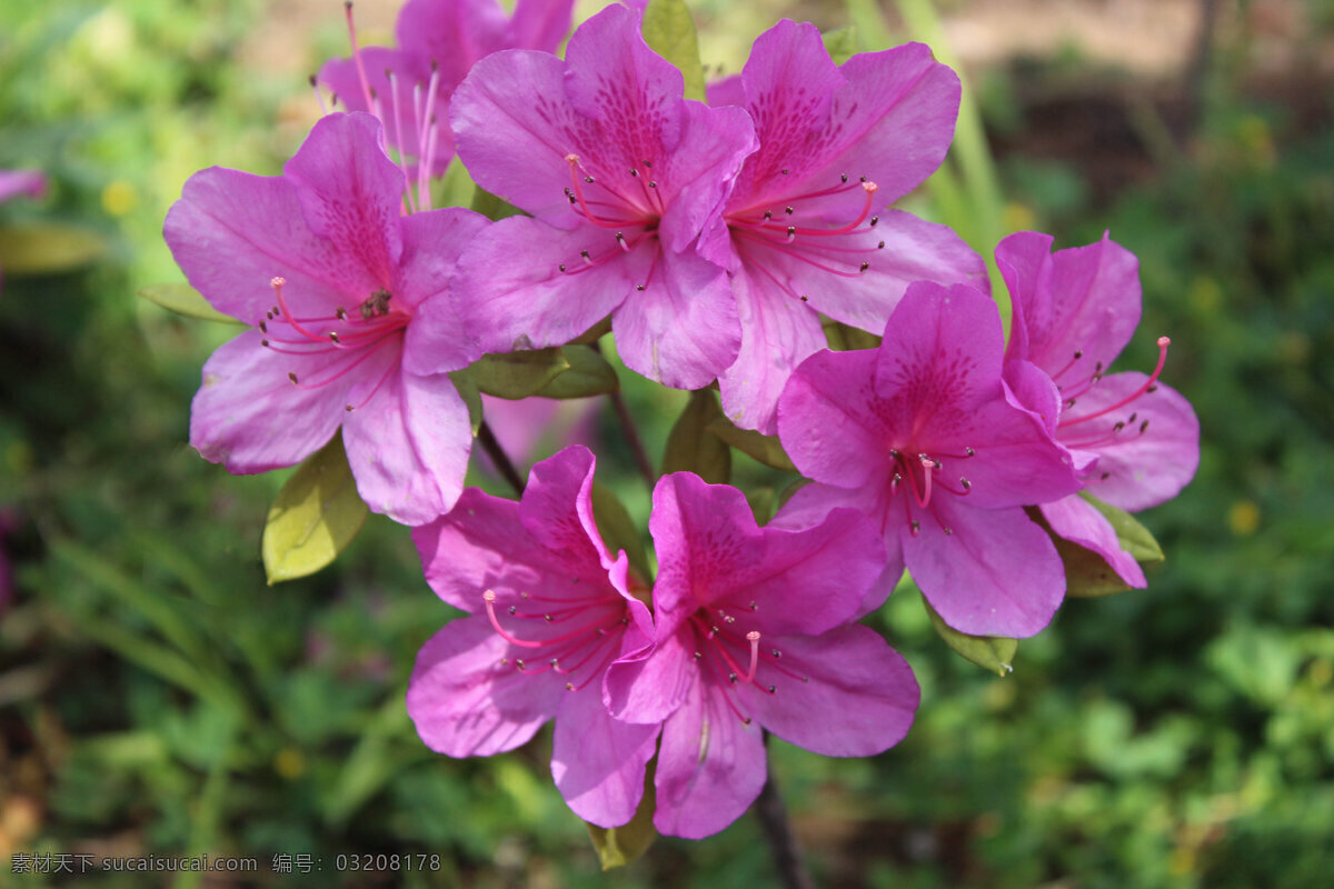 杜鹃花 粉色花卉 花 花草 花卉摄影 生物世界 园林植物 映山红 植物景观 景观花 花卉展示 植物摄影 四月花卉 春季花卉 单瓣花卉 景观摄影 psd源文件