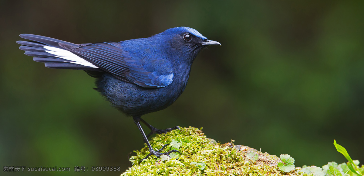 蓝色小鸟 小鸟 蓝色 高清 美丽 注视 生物世界 鸟类