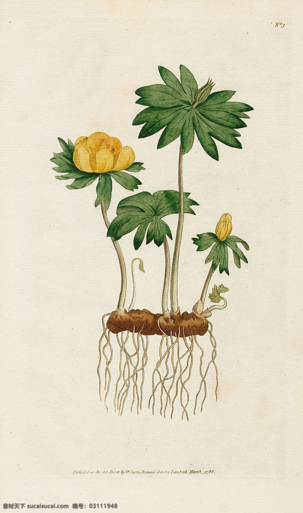 欧式 复古 色调 花朵 植物 植物花朵 装饰画 植物图谱 植物手绘 欧美 复古花卉 古典植物插画 参考素材 复古色调 文化艺术 绘画书法