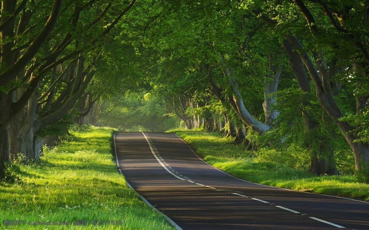 漫漫长路 道路 树 树荫 长路 人生路 自然景观 自然风光