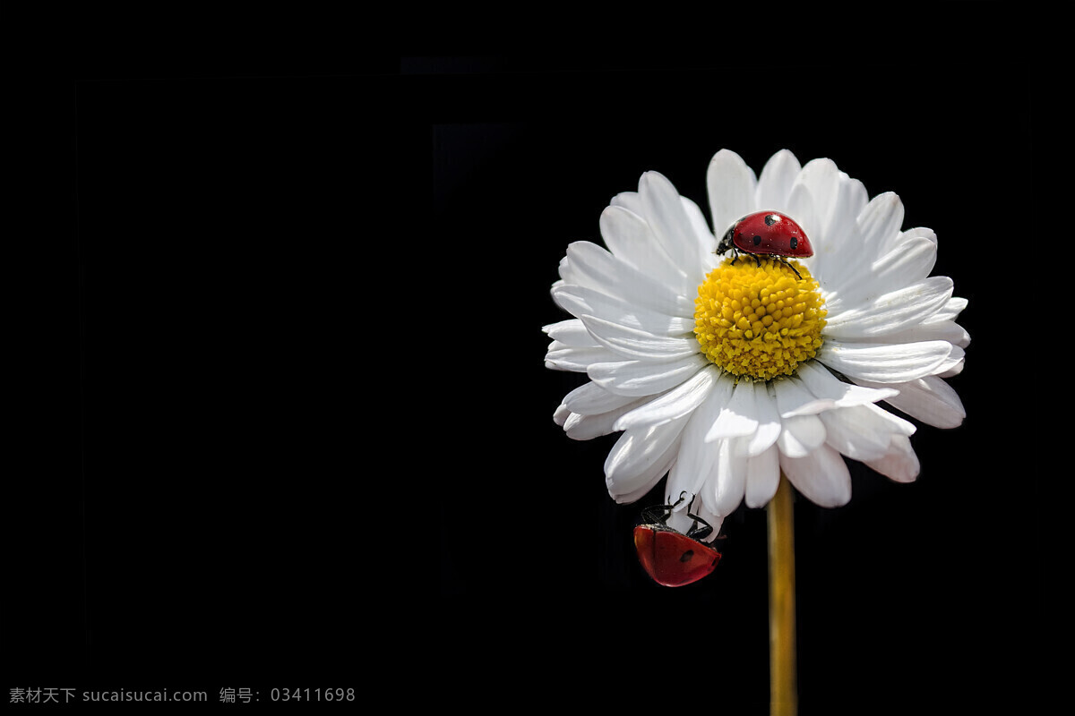 唯美 白色 雏 菊 鲜花 花卉 植物 菊花 花朵