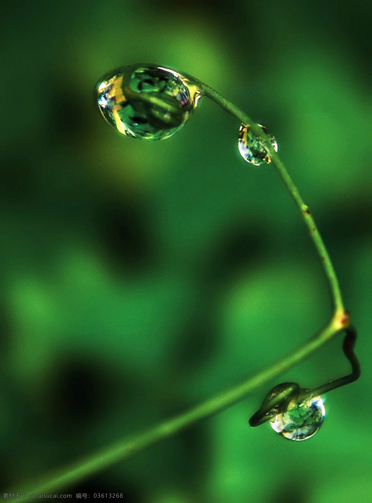 露水 露珠 水滴 水滴水珠 水珠 水珠图片 自然风景 漂亮的水珠 晨露 微距拍摄 水主题素材 生命之水 自然景观