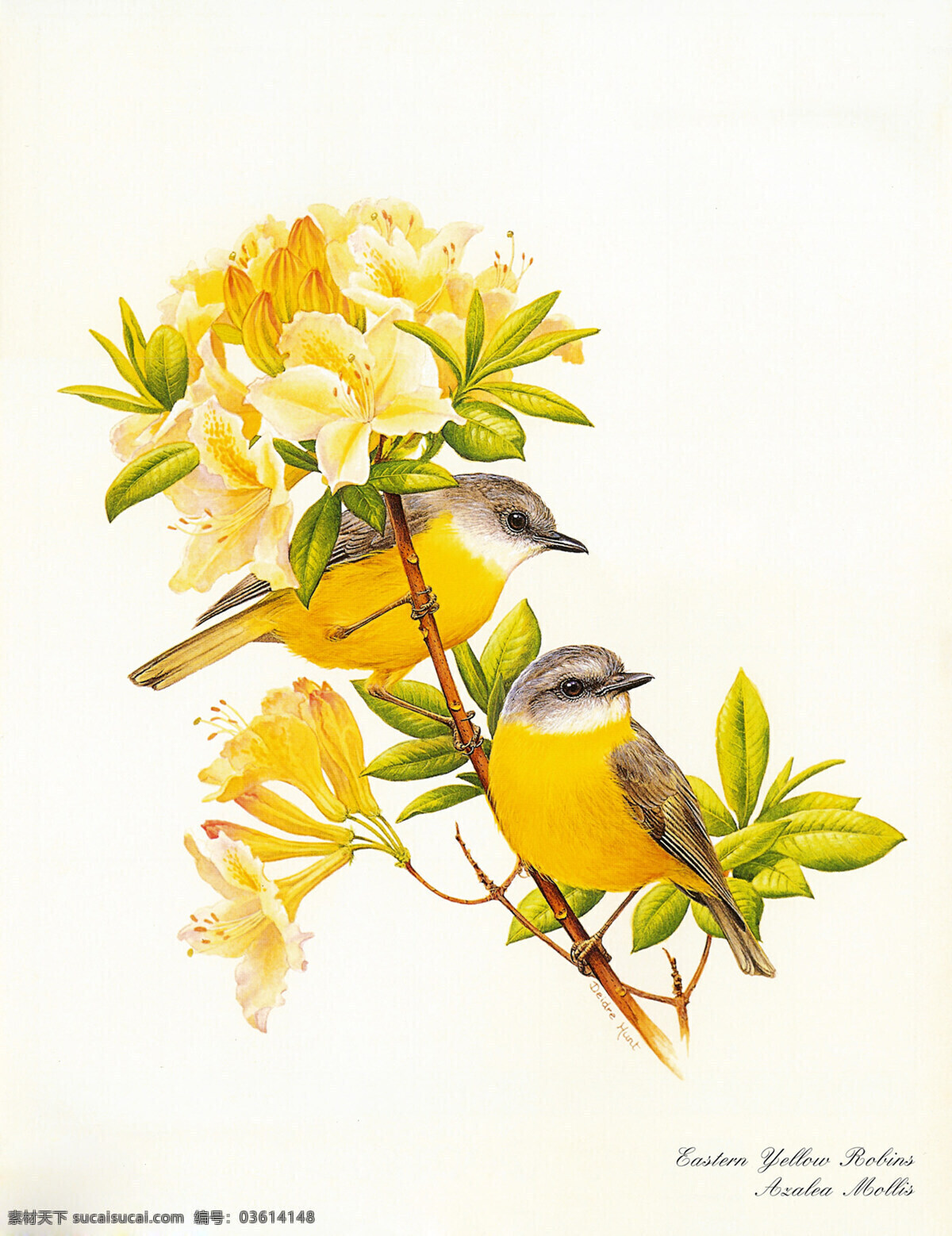 鸟语花香 喜鹊 黄色 花朵 欢乐 文化艺术 绘画书法 花鸟草 设计图库