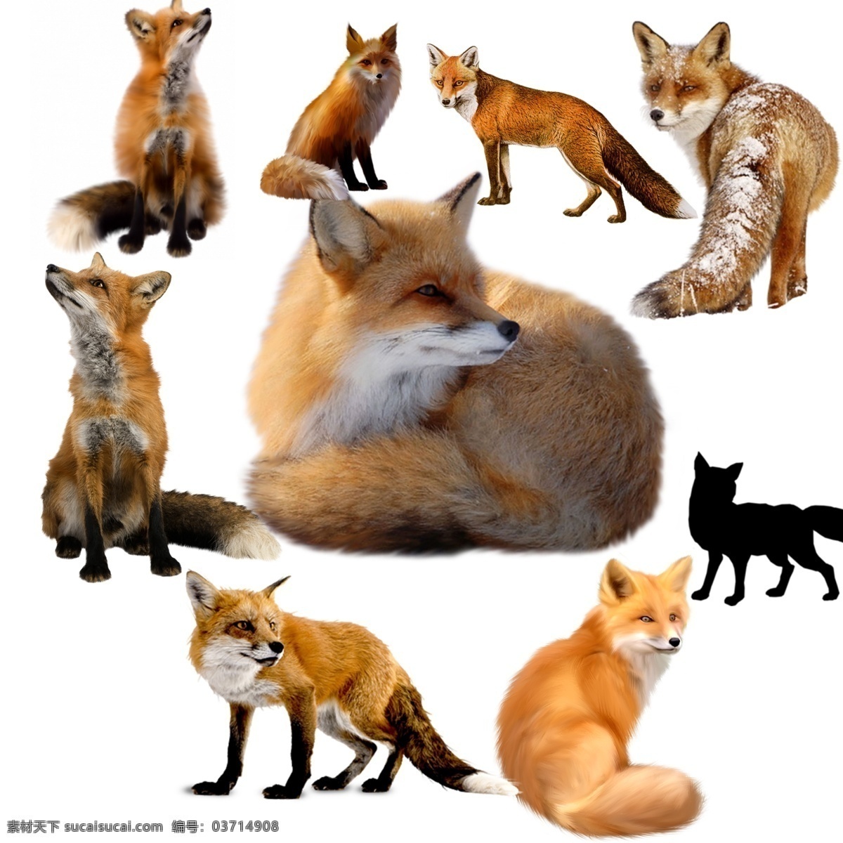 狐狸 免 扣 高清 素材图片 狐狸png 狐狸psd 狐狸免扣素材 狐狸素材 动物 生物世界 野生动物