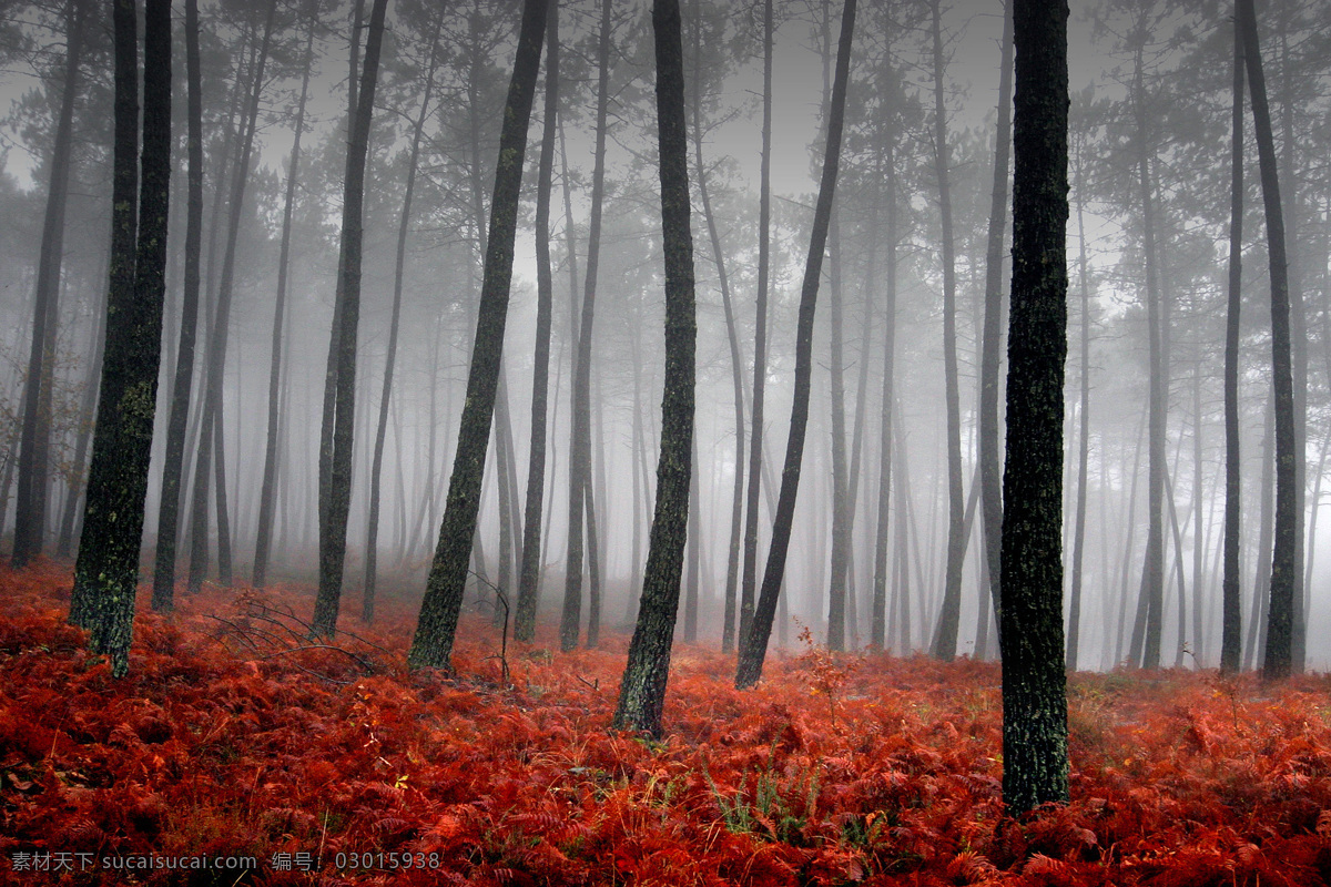 晨雾森林 森林 晨雾 雾子 红叶 树叶 清晨 树干 林木 美丽自然 田园风光 自然景观