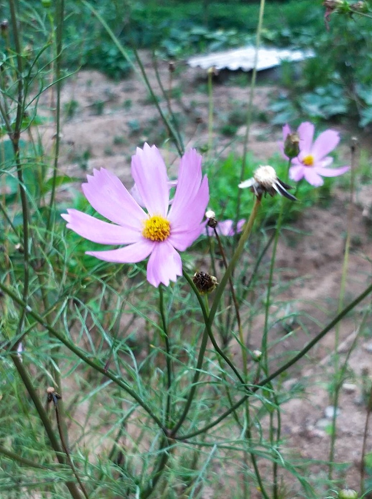 秋英 野花 花 风景 风光 鲜花 花束 花开 花丛 生物世界 花草