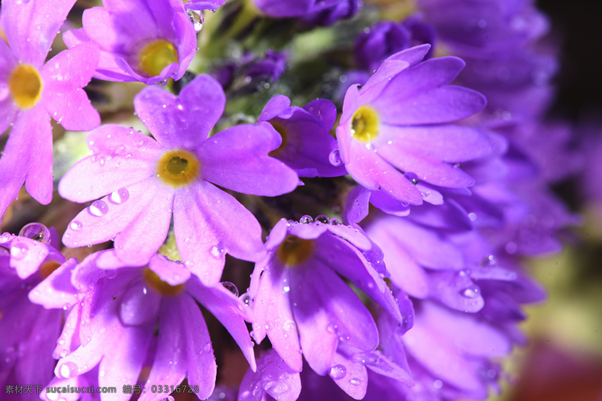 紫色 鲜花 上 露珠 水珠 美丽鲜花 花卉植物 鲜花摄影 漂亮花朵 花草树木 生物世界