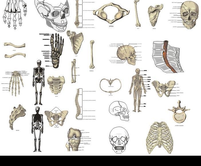 人体 骨骼 矢量 其他矢量 矢量素材 矢量图库