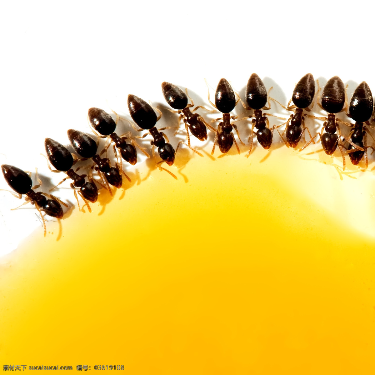 蚂蚁 昆虫 蚂蚁素材 蚂蚁图片 生物世界 昆虫摄影 蚁 昆蜉 昆虫科 蚁类
