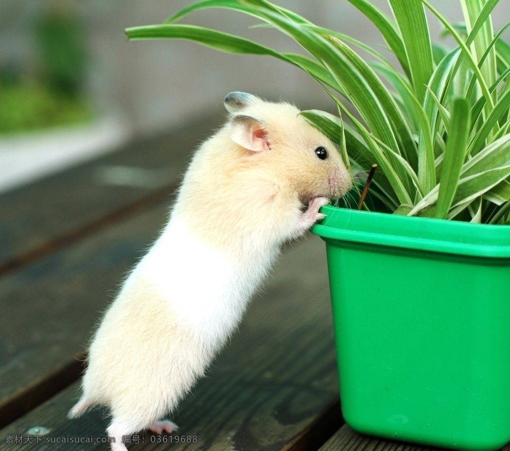 一只小仓鼠 短尾鼠 盆栽 萌物 萌宠 好奇的小老鼠 高清 壁纸 电脑桌面壁纸 动物 生物世界 其他生物