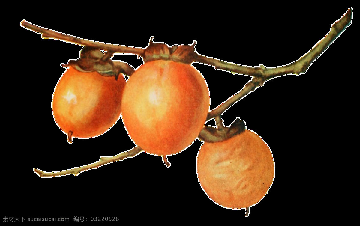 逼真 手绘 柿子 树枝 透明 装饰 橙色 果实 免扣素材 食物 透明素材 枝桠 装饰图片