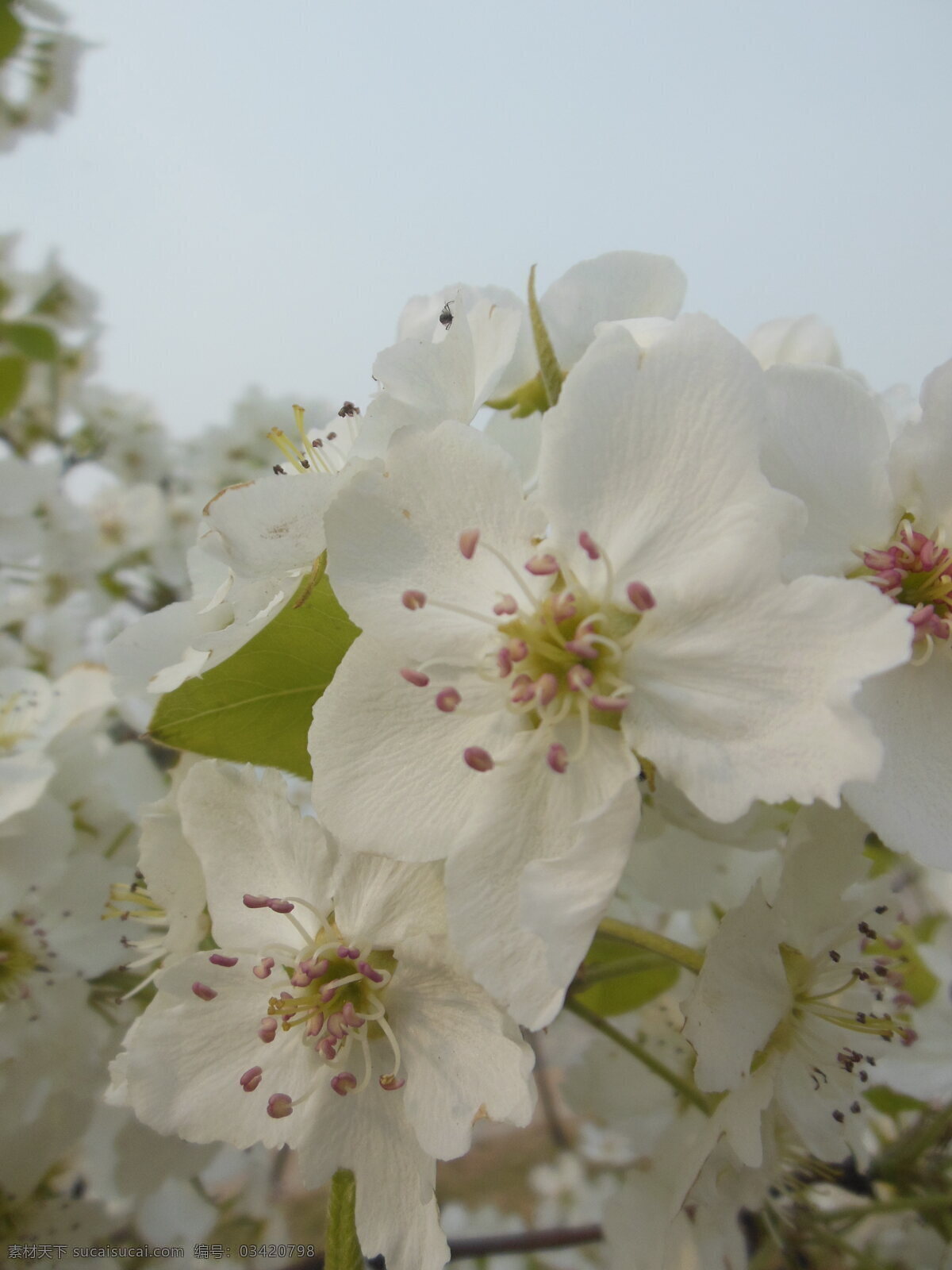 苹果花 花卉 白色花 花朵 花瓣 苹果树 绿叶 生物世界 花草 灰色