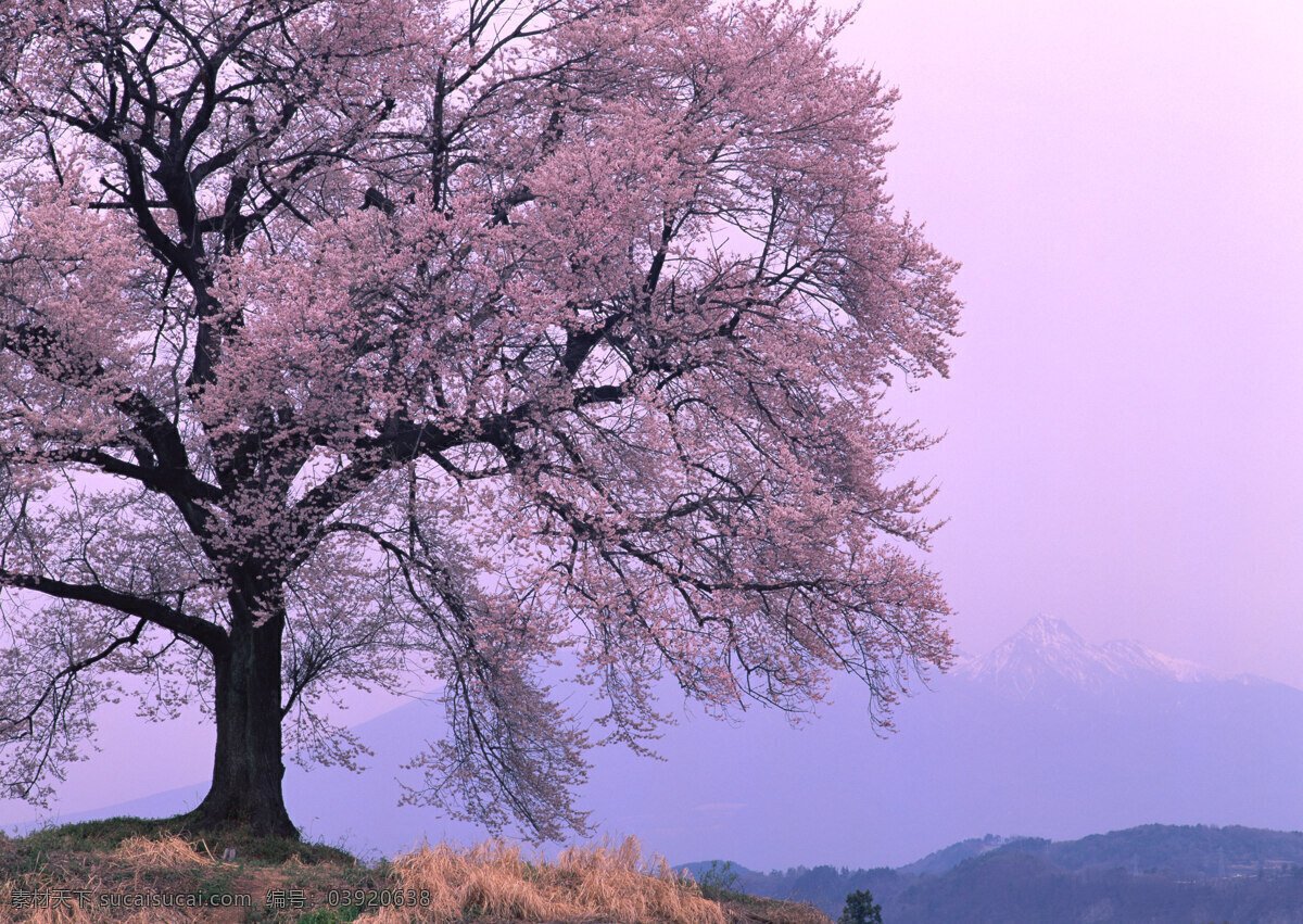 桃树 桃花 树花 花开 花朵 花草树木 花草 生物世界