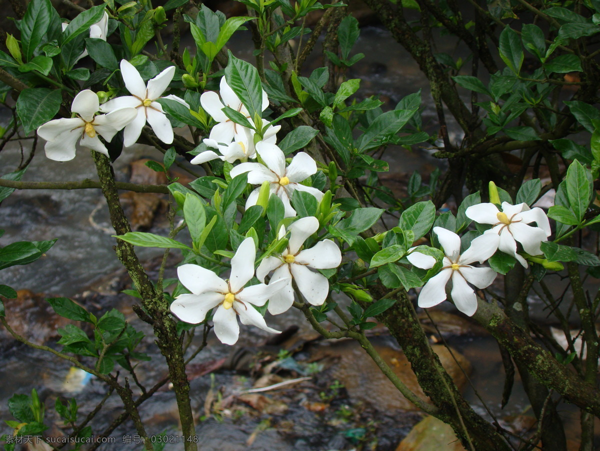 栀子花图 栀子花照片 高清栀子花 栀子 栀子花海报