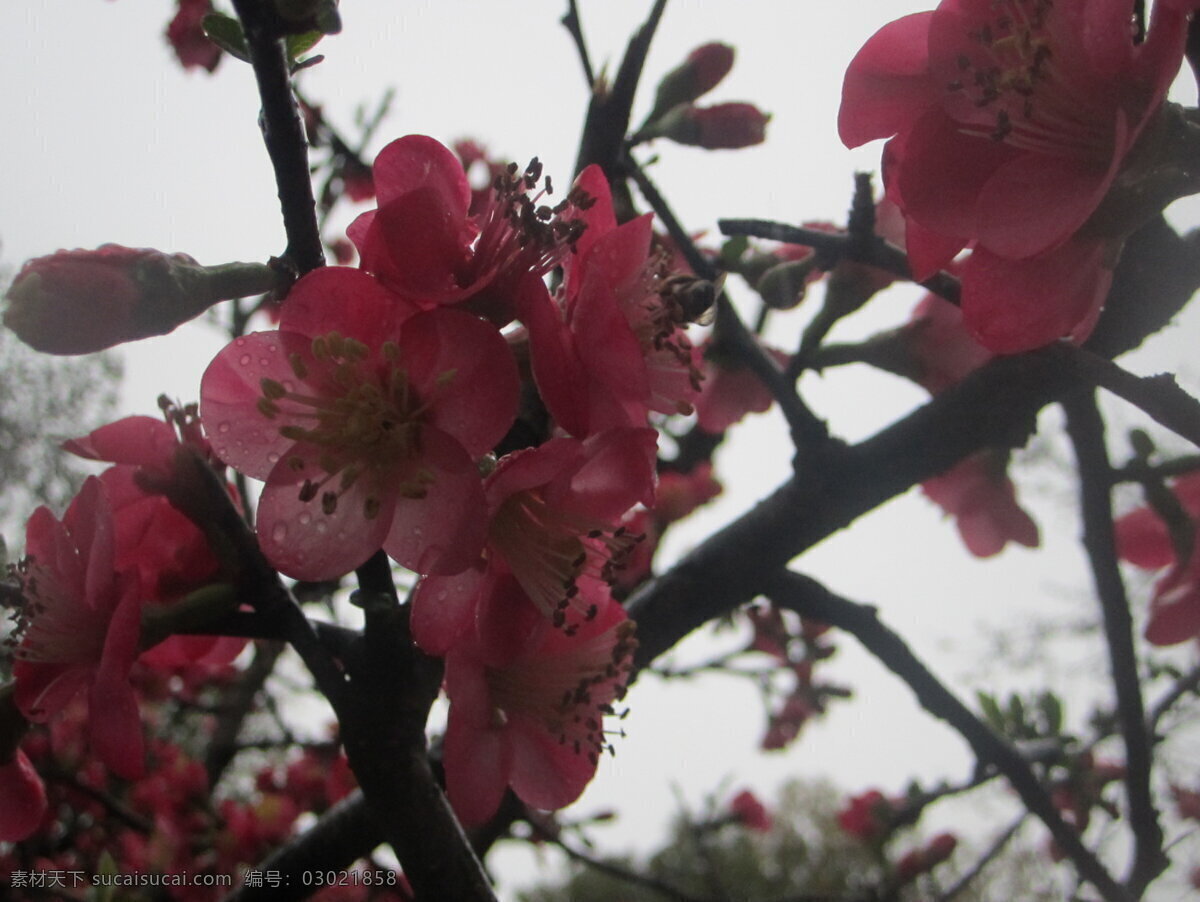 雨中海棠 雨中 鲜花 海棠花 雨中探花 花草 生物世界