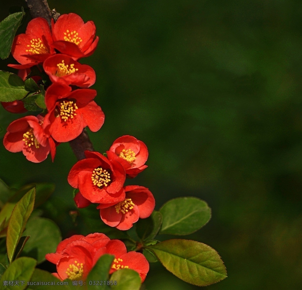 海棠花 花草 微距 百花公园 唯美 春天 生物世界