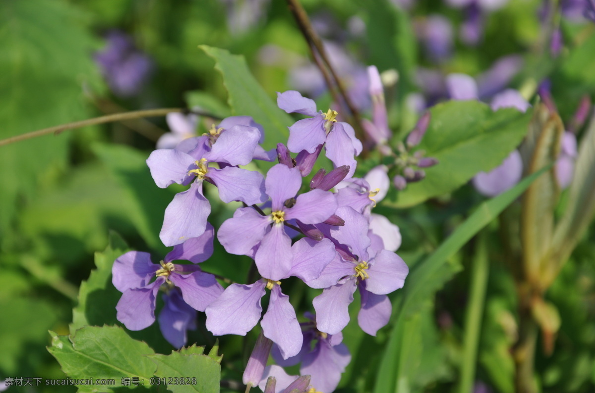 二月兰 紫色花 春天 漂亮 花草 生物世界