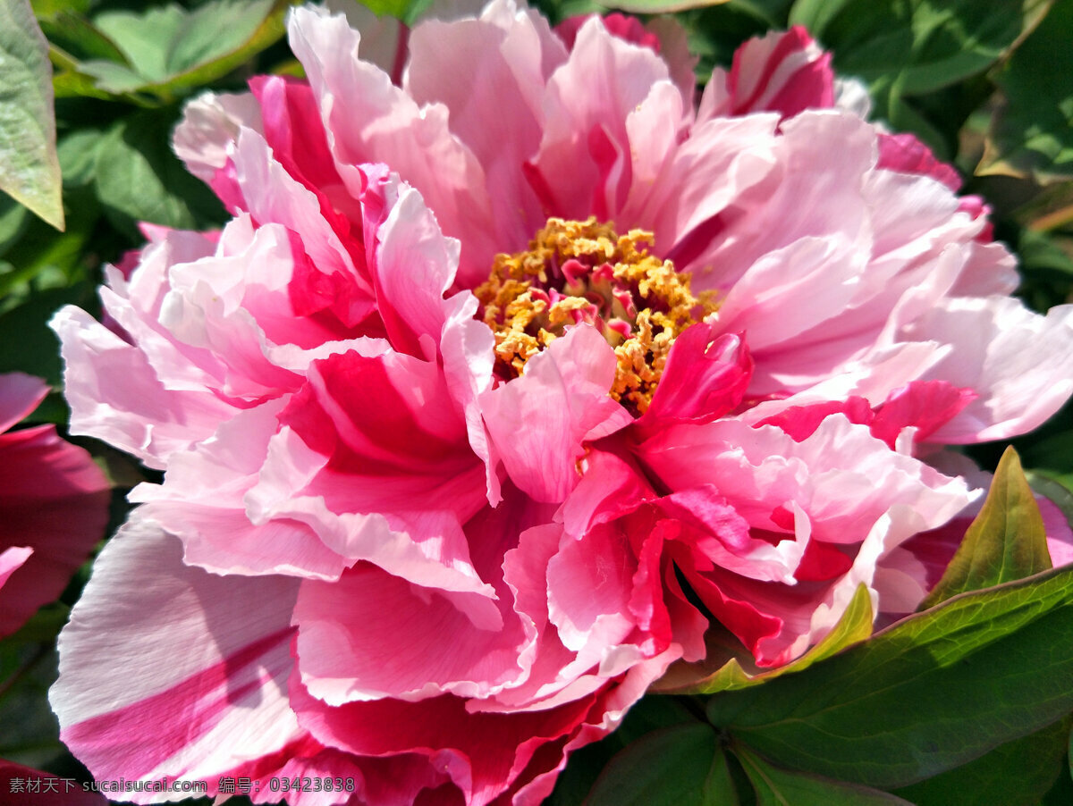 牡丹花 牡丹 花朵 鲜花 盛开 富贵花 绿叶 生物世界 花草