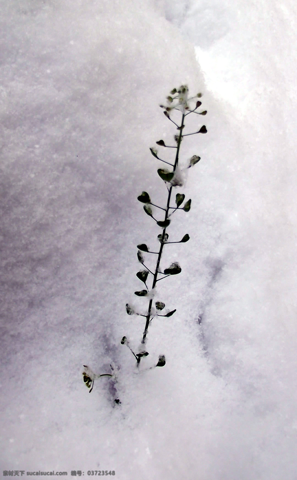 春苗 春天 大雪 发芽 绿草 绿色 生命 自然风景 顽强 春天的雪 自然景观 psd源文件