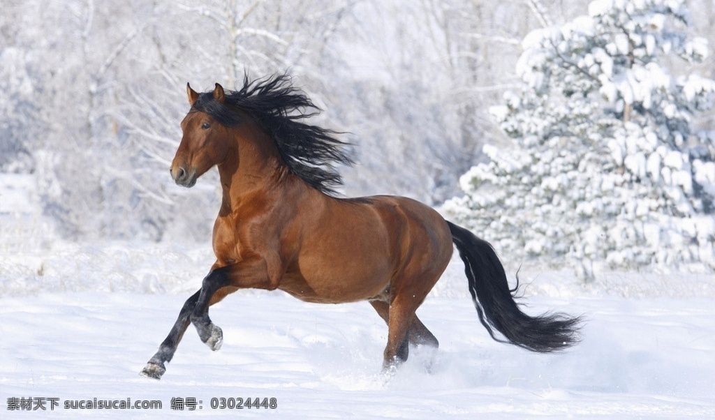 雪原中的野马 马 狂奔 奔跑 雪原 速度 激情 高清 野生动物 生物世界