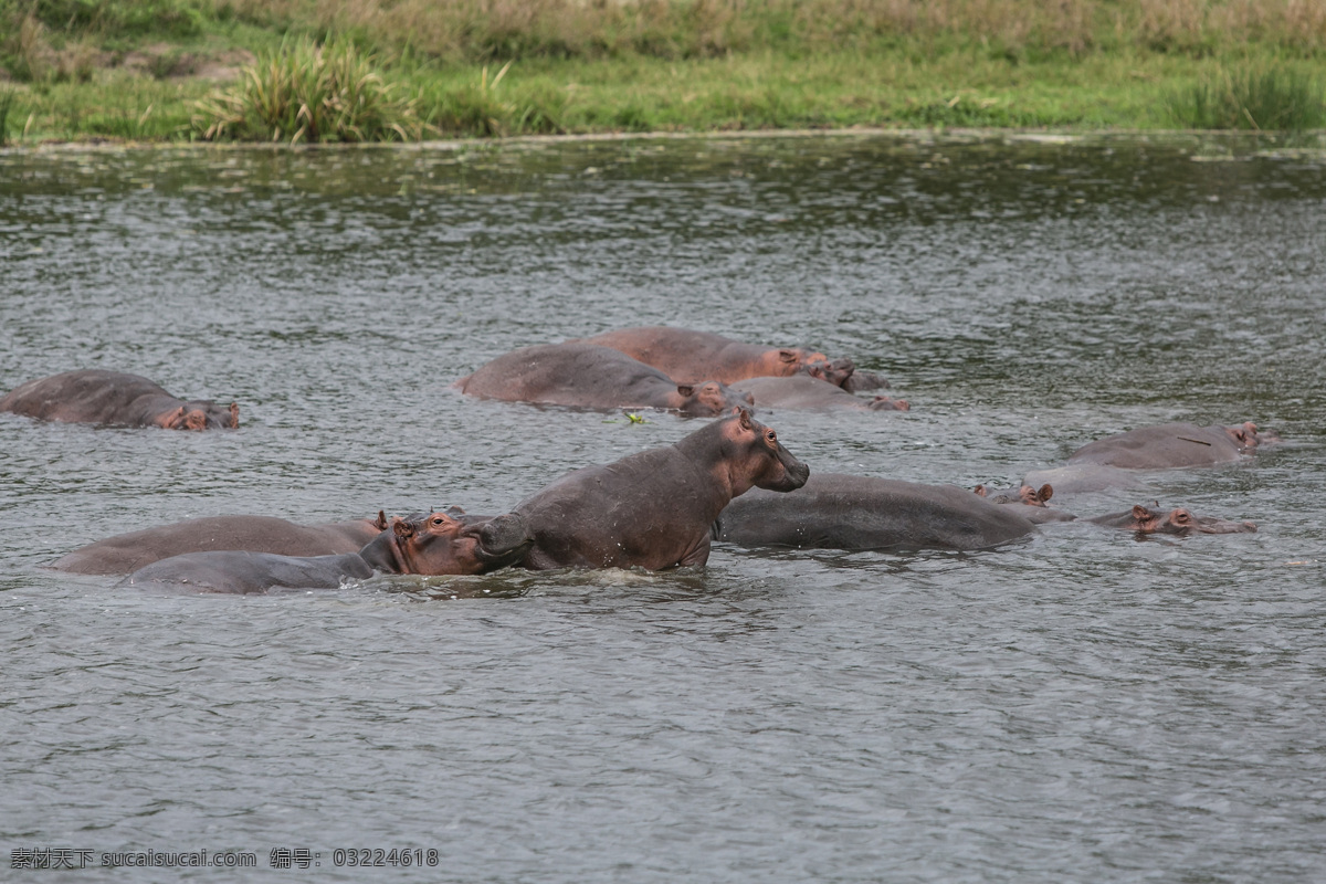 河马 非洲 乌干达 尼罗河 河水 河畔 野生动物 生物世界