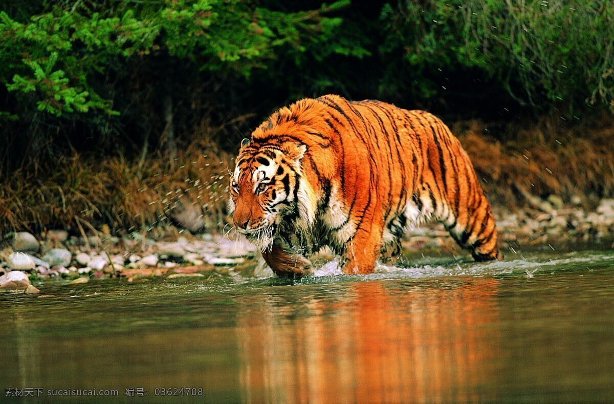 稀有 动物 老虎 老虎图片 稀有动物 生物世界