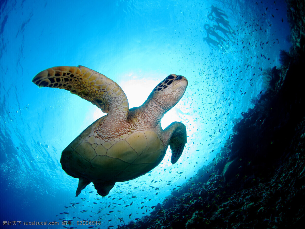 海底 游 乌龟 大海 海水 海底世界 大海图片 风景图片