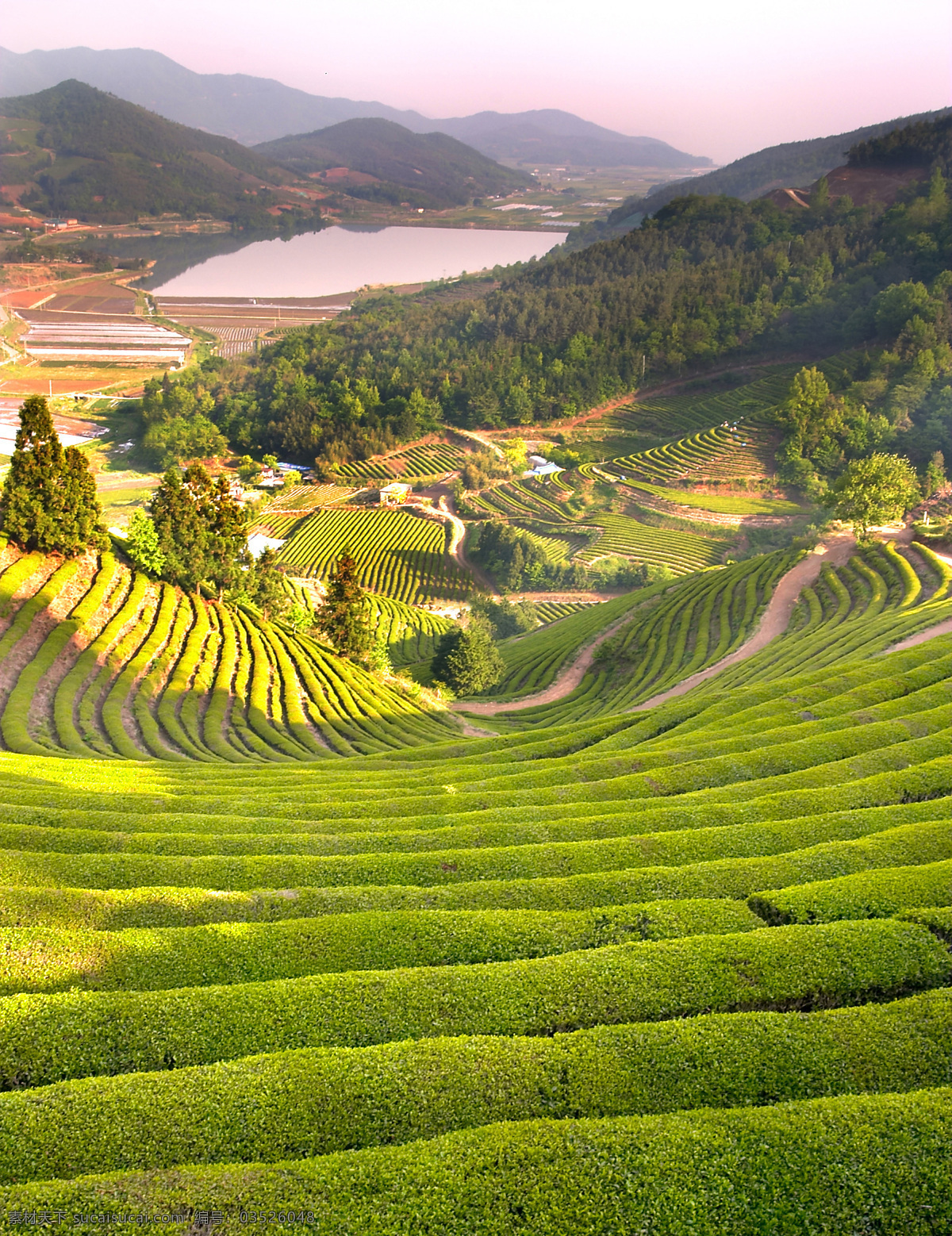 茶园风景 摄影图库 自然景观 田园风光 茶山 茶园景色 自然风景 绿色茶园 山地丘陵 绿树蓝天 山水风景