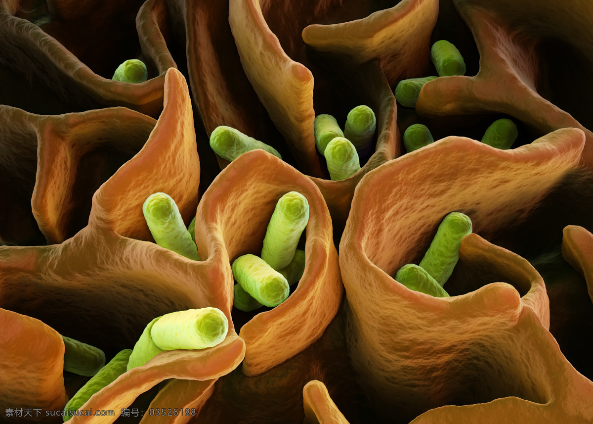 生长 身体 里 细菌 超级病菌 细胞 身体细胞 生物 医疗护理 现代科技