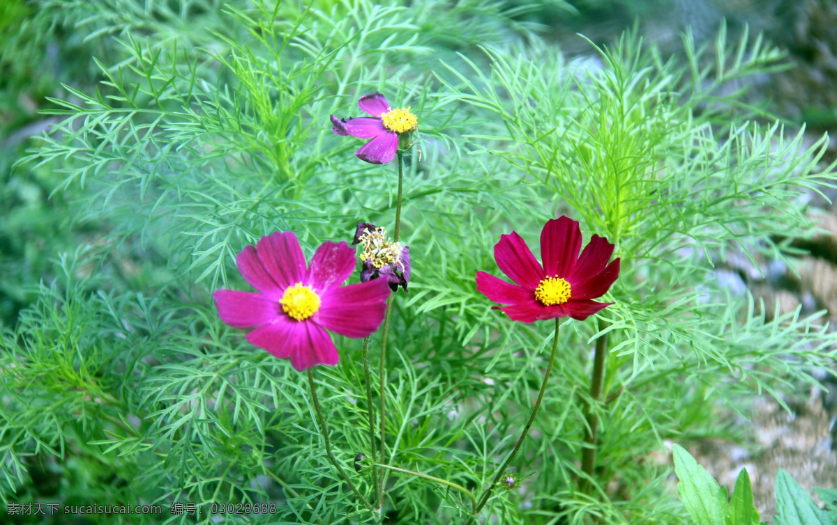 清新 波斯菊 花卉