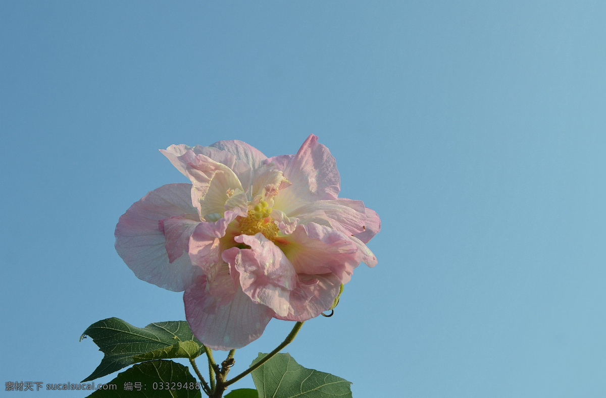 木芙蓉花卉