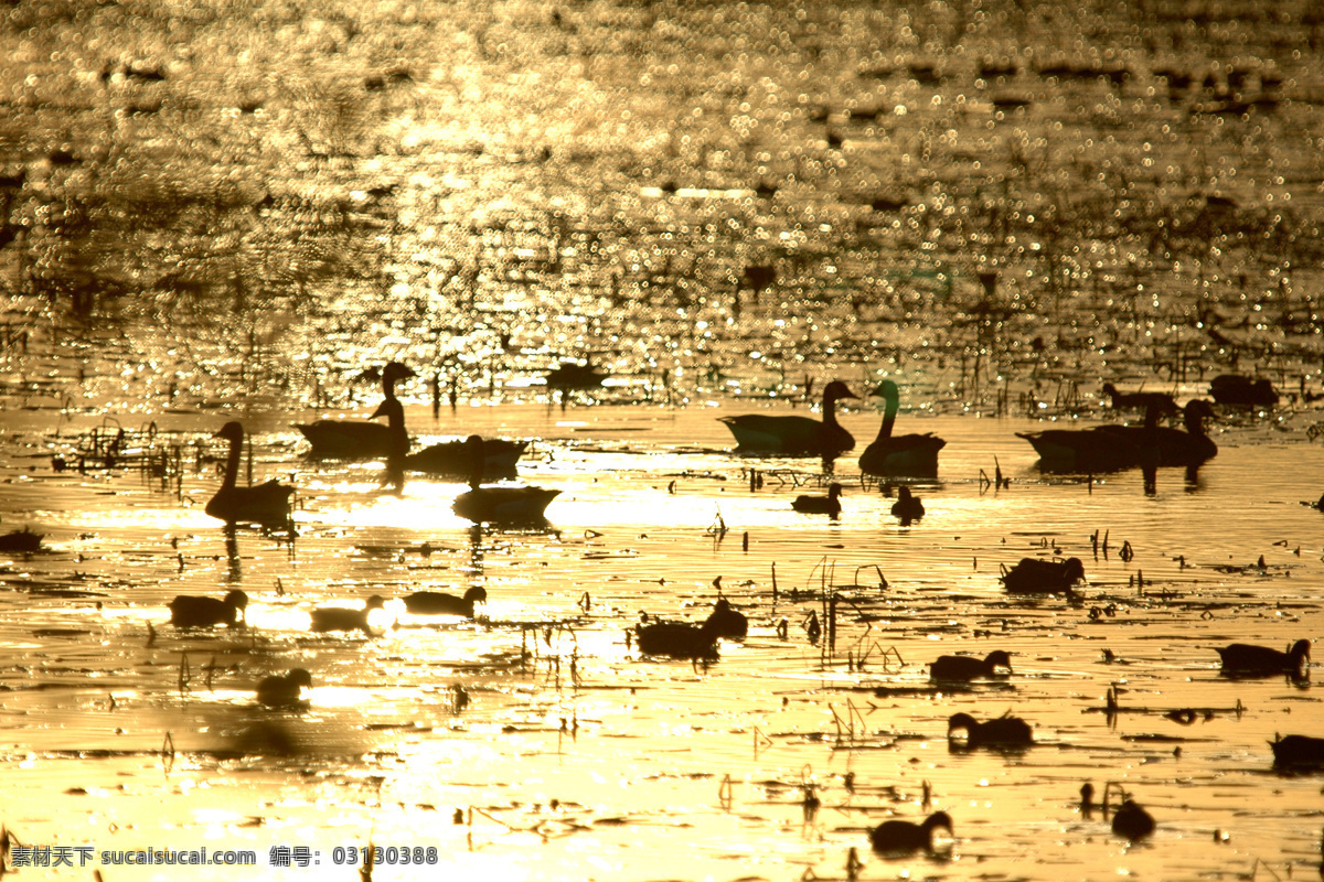 河边 湖畔 剪影 美丽 鸟类 生物世界 天鹅 夕阳 摄影图片 珍稀动物 金色阳光 psd源文件