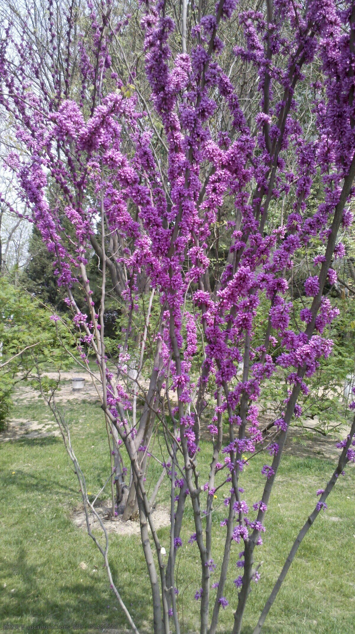 春天 鲜花 花草 绿地 美景 生物世界 春天的鲜花 阳关 psd源文件