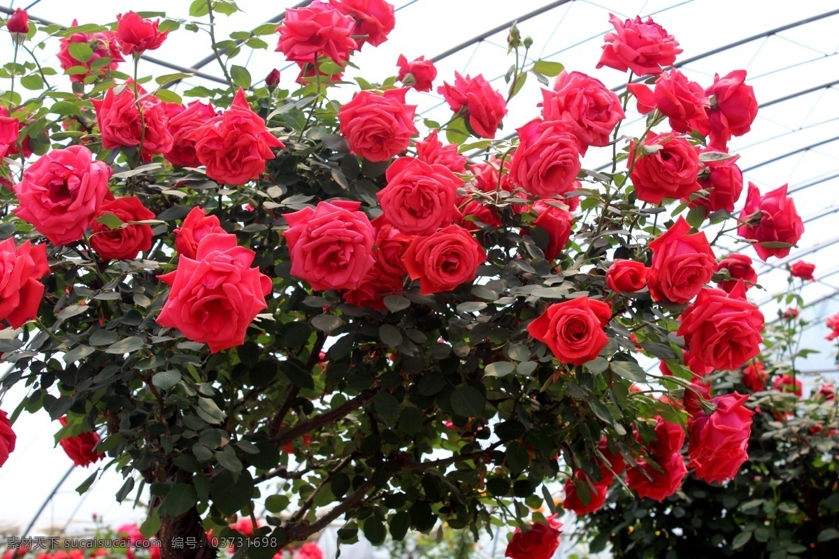 红玫瑰 红色玫瑰花 绿叶 花瓣 花枝 花棚 树干 玫瑰之约 花草 生物世界