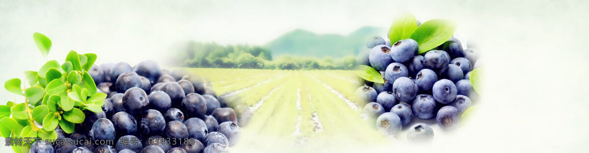 葡萄 菜地 背景 banner 白色