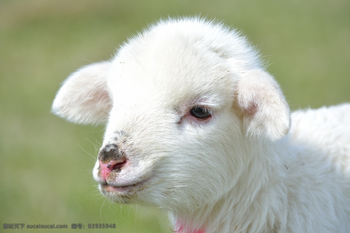 可爱 小 羊羔 羊 小羊羔 动物摄影 动物世界 陆地动物 生物世界