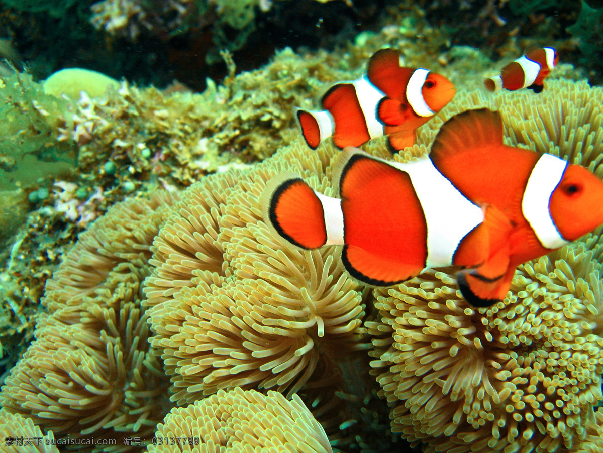 热带 海洋 珊瑚 小丑 鱼 小丑鱼 水族馆 自由 可爱 欣赏 观赏鱼 海底 海水 鱼类 生物世界