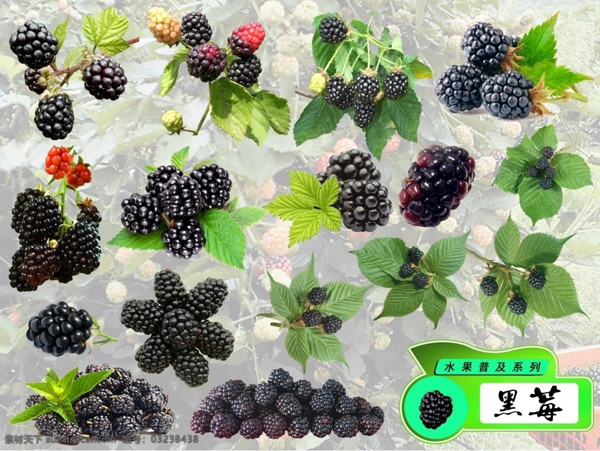 水果 普及 系列 黑 莓 分层 水果系列 黑莓 覆盆子 水果普及 生物世界