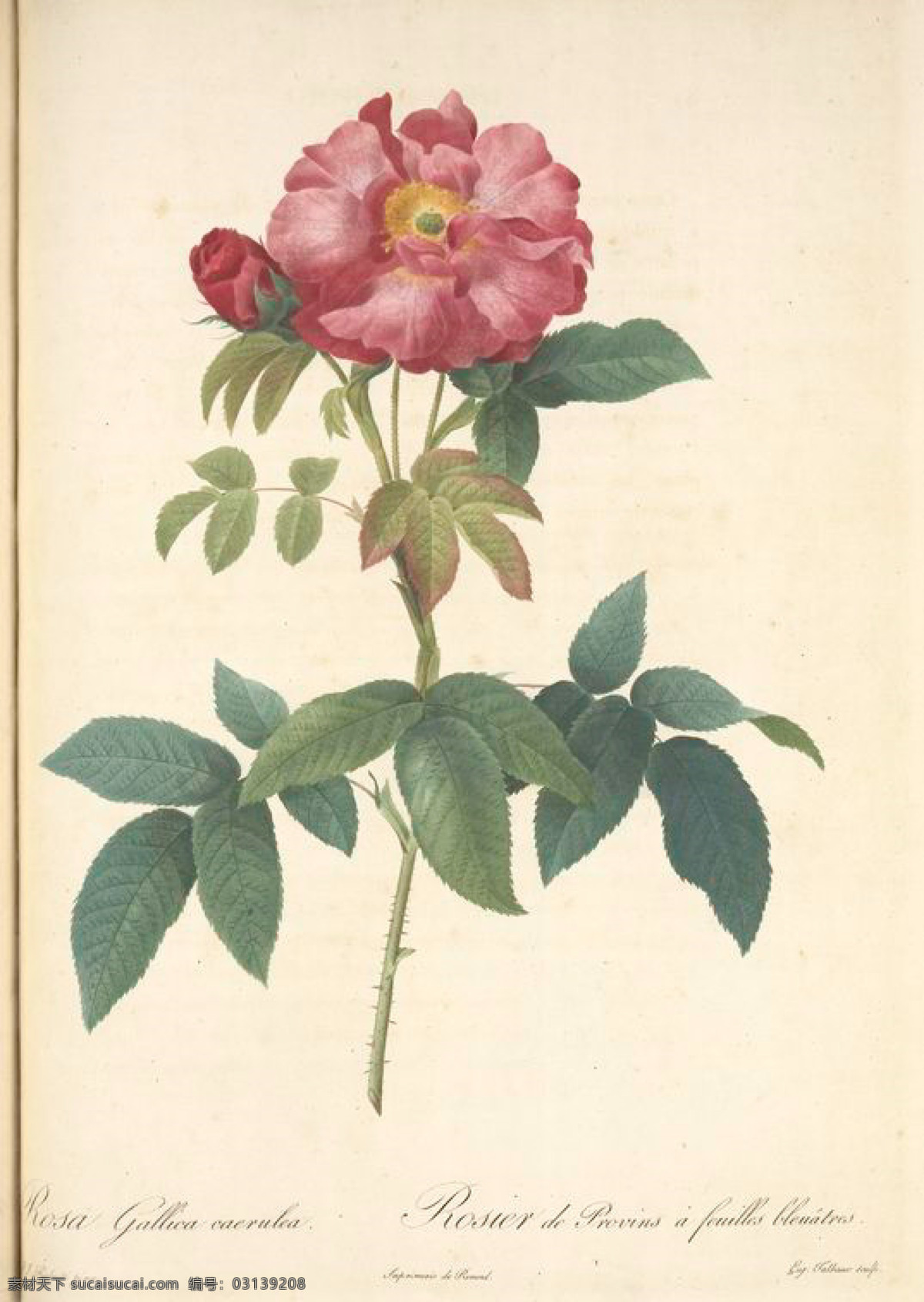 高清晰 油画 花朵 复古 花 玫瑰 艺术名画 植物图 文化艺术