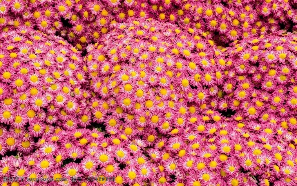 小雏菊 花 背景 红色 黄色 菊花 菊科 菊 自然景观 田园风光