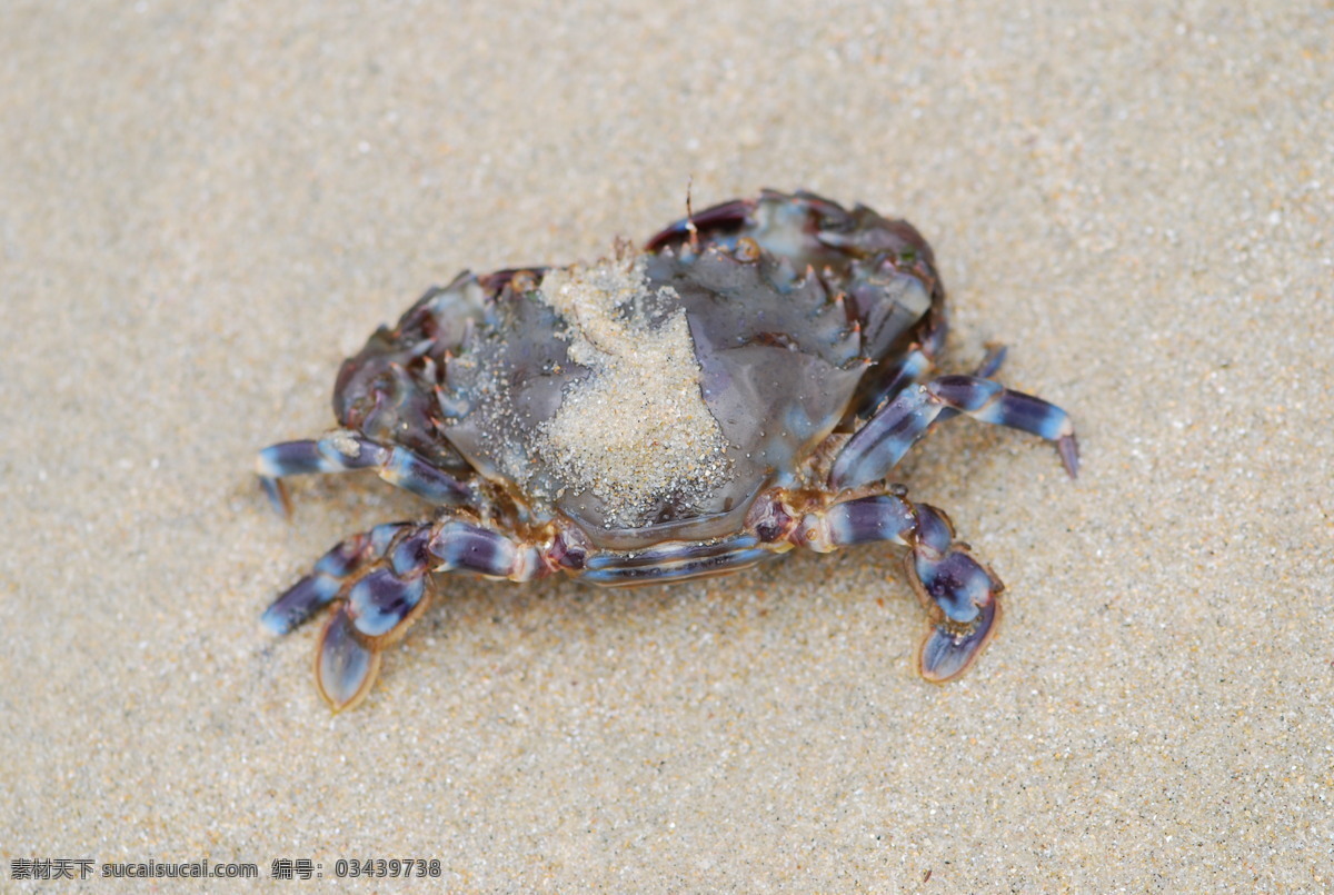 螃蟹 海边 沙滩 生物世界 鱼类 海蟹