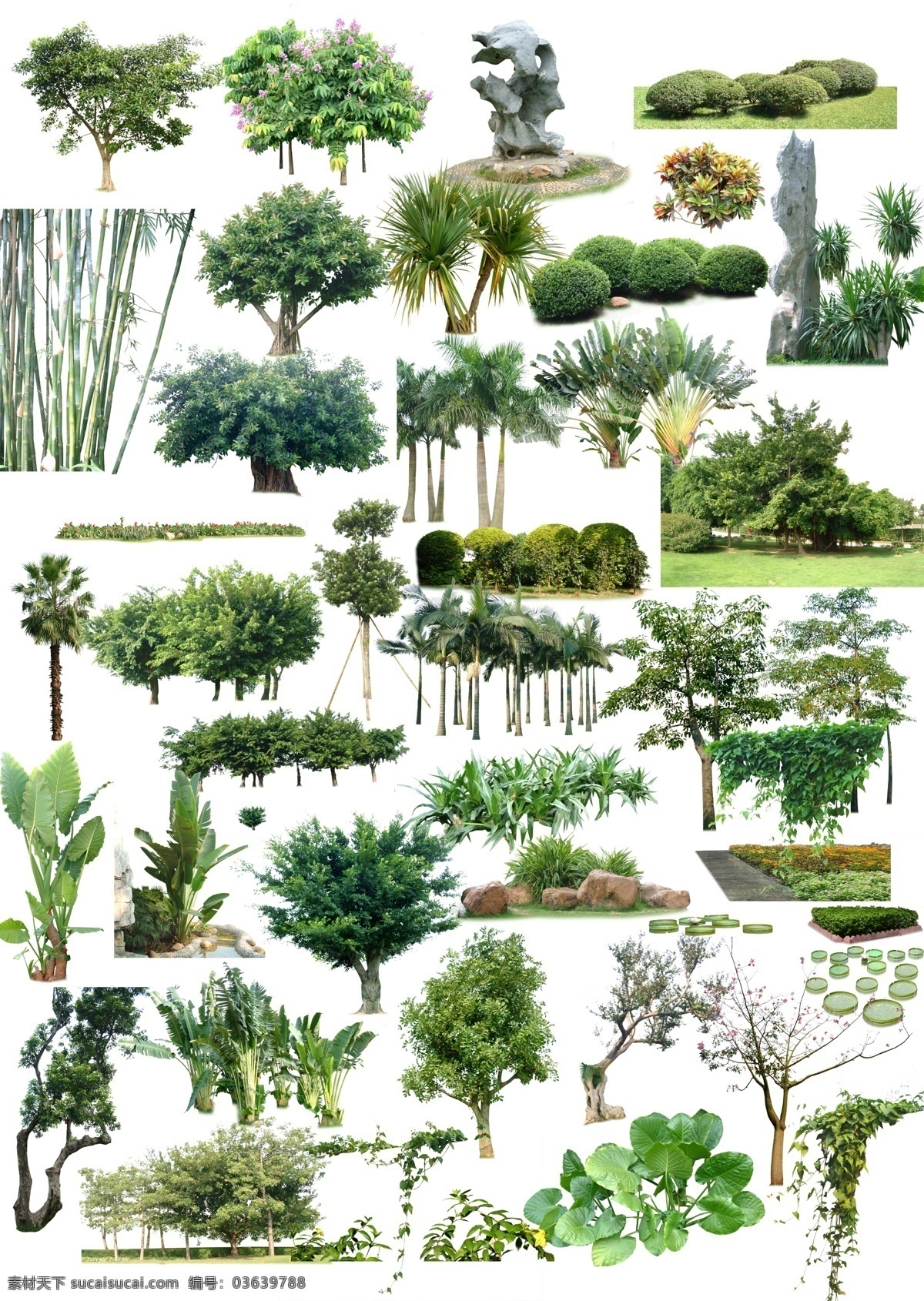 室外植物 树 室外树的贴图 树贴图 室外后期素材 景观树 景观设计 景观小品 后期处理 分层 源文件