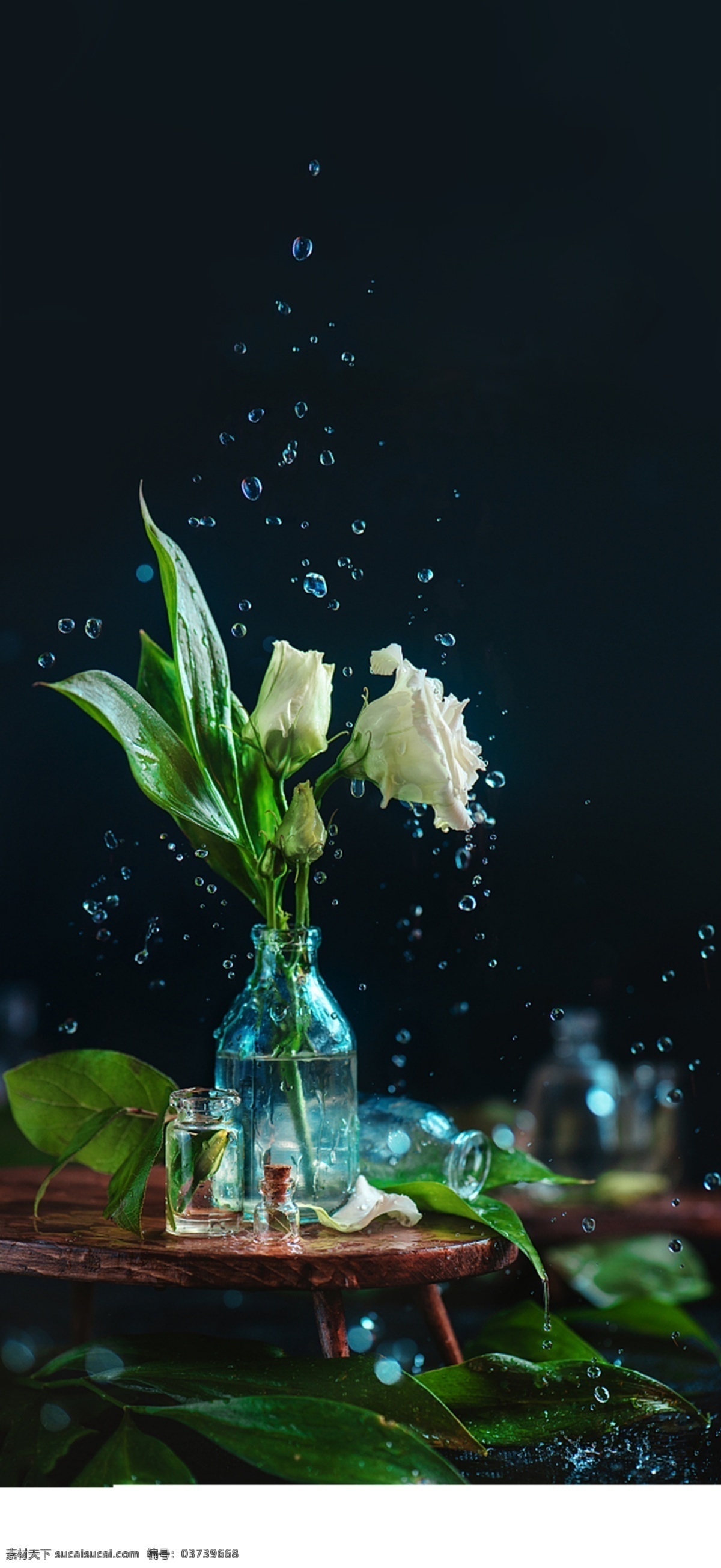 雨水 植物 水滴 节气 花